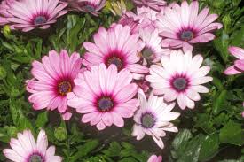 Image result for paprskovka obrázek