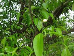 4月に移植した柚子の木にヤット新芽が 立山のおじさん