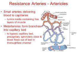 Resistance Arteries Are The Arteries That Are Arriving Near Their Distal Locations Before They Arrive At Arterioles They Are The Smallest Arteries With The Low