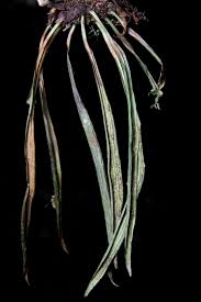 Image result for Vittaria