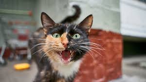 Photo Un chat errant sème la terreur dans un quartier : cinq habitants ...