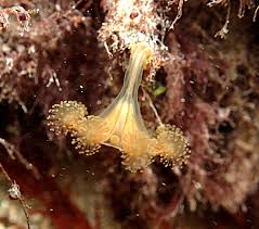 Image result for Staudtia kamerunensis