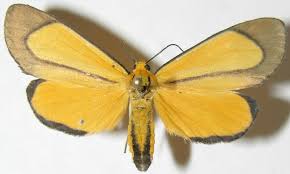 Image result for Oricia