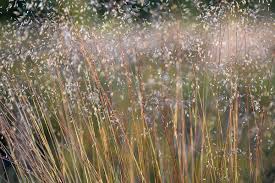 Image result for Avenella flexuosa