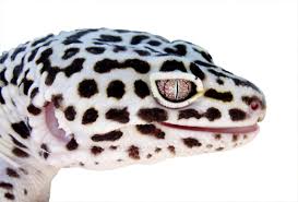 Leopard Gecko Genetics Unmasked