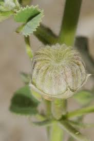 Image result for Abutilon hirtum