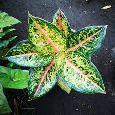 Pin Di Aglaonema Hybrids Collection