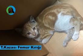 Sokak Hayvanlari Tedavi Dost Dernegi