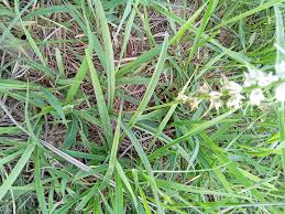 Image result for Glossostelma spathulatum
