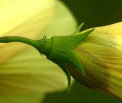 Image result for Hibiscus engleri