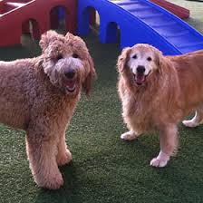 Check spelling or type a new query. Dog Boarding Daycare Bonita Springs Cape Coral Fort Myers Fl