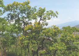 Image result for Pterocarpus megalocarpus