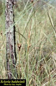 Image result for Scleria