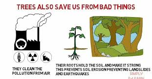 Importance of Planting more Trees. — Steemit