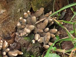 Image result for Xylaria polymorpha
