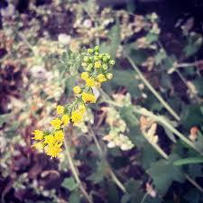 Image result for Bonamia velutina