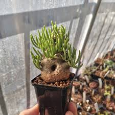 Image result for Trochomeria macrocarpa