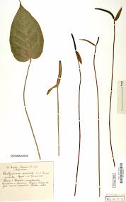 Image result for Agelanthus tanganyikae