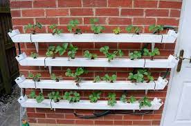 Strawberry Ebb And Flood Vertical Hydroponic System Paul S Hydroponic And Nft Growing Blog