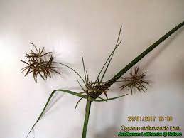 Image result for Cyperus maculatus