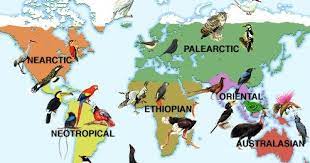 Persebaran Fauna Di Dunia Geomedia