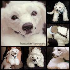 Pin On Animal Craft Ideas