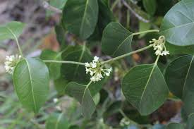 Image result for Marsdenia sylvestris