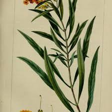 Image result for Stemodiopsis rivae