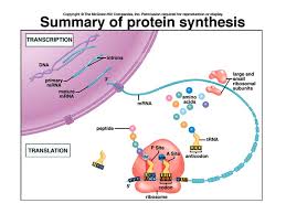 Terms in this set (16). Protein Synthesis Quizlet