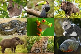 Tropical rainforests are an important ecosystem with distinct characteristics and adaptations. Rainforest Animals List With Pictures Facts Free Printable Worksheet