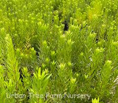 Image result for Myrica pilulifera