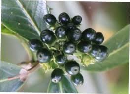 Image result for Gaertnera