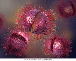 Image result for Neisseriaceae