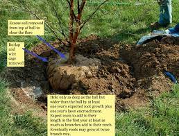 The trunk base thickens on many tree where roots emerge from the trunk. Gardenatoz Oaks Got Flare Garden A To Z
