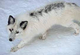 The Friendly Fox Color Variations Fox Breeds Fox Species Fox Pups