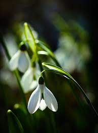 Pin De Daisy Petals En Green Flores Primavera