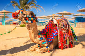 Unless you wanted to take a tour on a camel (like around the pyramids) i would say you have a 0.000001% chance of seeing a camel. Camel Resting In Shadow On The Beach Of Hurghada Egypt Stock Photo Picture And Royalty Free Image Image 94717583