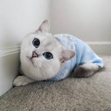 Aysun Ayvaz Adli Kullanicinin Afrikali Kadinlar Panosundaki Pin Kediler Ve Yavrulari Kedi Cute Kittens