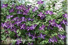 It produces 4 inch flowers with distinctive purple veins threading through the white center bar of the sepals. Clematis On The Web Clematis Detail