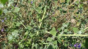Image result for Chenopodium opulifolium