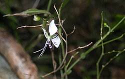 Image result for Aneilema aequinoctiale