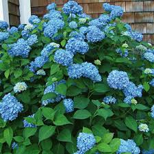 Hydrangea Macrophylla Endless Summer Planting Hydrangeas Endless Summer Hydrangea Growing Hydrangeas