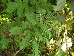 Image result for Dalbergia fischeri