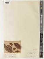 Image result for Marquesia acuminata