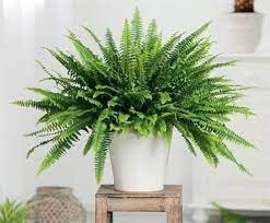 Whether you opt for the tradition of a boston fern or the more exotic. The Boston Fern Is Known As The Most Effective Plant For Removing Airbourne Toxings And Removes More Formaldehyde Per Hour Plants Inside Plants Indoor Plants