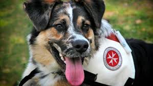 Le plus grand amour est l'amour d'une mère, vient ensuite l'amour d'un chien, puis l'amour d'un amant. Comment Des Chercheurs Tentent De Faire Parler Votre Chien Cnet France