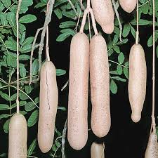 Where does a sausage tree grow in africa? Kigelia Africana Monaco Nature Encyclopedia