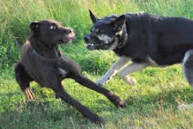 Aiutano il cane a ritrovare la serenità e l'equilibrio senza l'utilizzo di farmaci. Cane Aggressivo Con Altri Cani O Persone Sconosciute