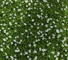 Image result for Nicolasia pedunculata