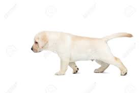 Hopefully, you can gain inspiration from the list of 35 black and white dog names we have gathered together. Small Labrador Puppy Standing And Looking Forward On Isolated White Background Side View Stock Photo Picture And Royalty Free Image Image 80681960